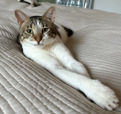 Piaget und Lilú menschenbezogenes Dreamteam, EKH - Kater