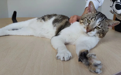 Piaget und Lilú menschenbezogenes Dreamteam, EKH - Kater