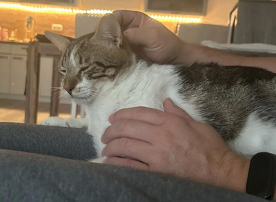 Piaget und Lilú menschenbezogenes Dreamteam, EKH - Kater