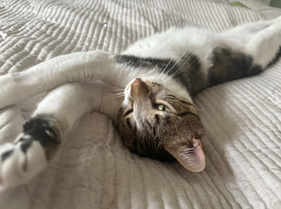 Piaget und Lilú menschenbezogenes Dreamteam, EKH - Kater