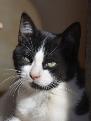 Pichon, Europäisch Kurzhaar - Kater