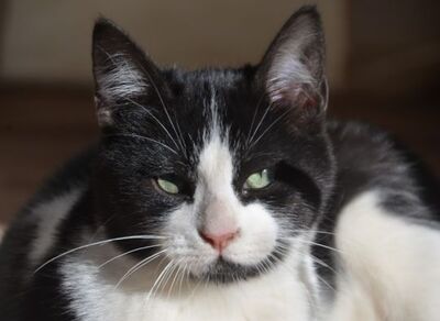 Pichon, Europäisch Kurzhaar - Kater