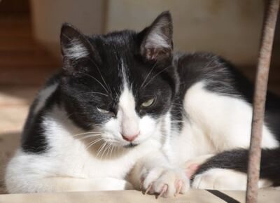 Pichon, Europäisch Kurzhaar - Kater