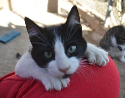 Pichon, Europäisch Kurzhaar - Kater