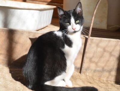 Pichon, Europäisch Kurzhaar - Kater