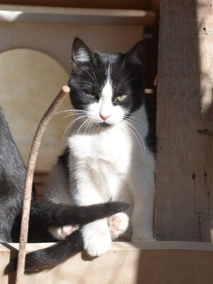 Pichon, Europäisch Kurzhaar - Kater