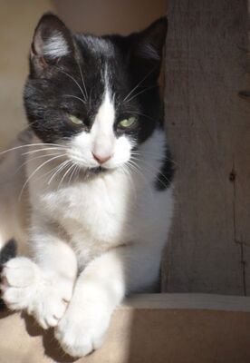 Pichon, Europäisch Kurzhaar - Kater