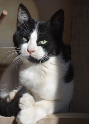 Pichon, Europäisch Kurzhaar - Kater