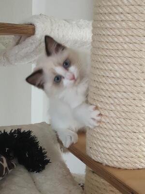 Picolino Coco, RAGDOLL Jungtier - Kater 1