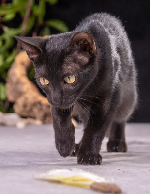 Pietra - verspielt und freundlich, Karhäuser-Mix - Katze