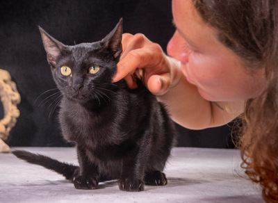 Pietra - verspielt und freundlich, Karhäuser-Mix - Katze