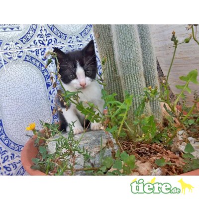 Pilar, Tuxedo Dame sucht liebe Menschen - Katze