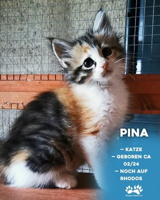 Pina, Mischling Jungtier - Katze