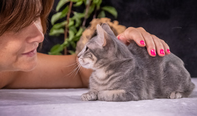 Piper - lieb und menschenbezogen, Karthäuser-Mix - Katze