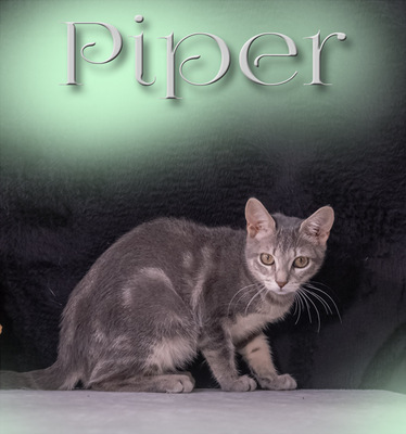 Piper - lieb und menschenbezogen, Karthäuser-Mix - Katze