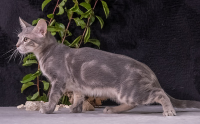 Piper (weibl.) - lieb und menschenbezogen, Karthäuser-Mix - Katze