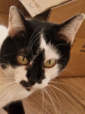 Pirata, Europäisch Kurzhaar - Katze