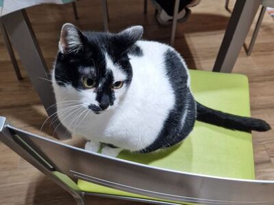 Pirata, Europäisch Kurzhaar - Katze