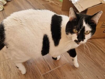 Pirata, Europäisch Kurzhaar - Katze