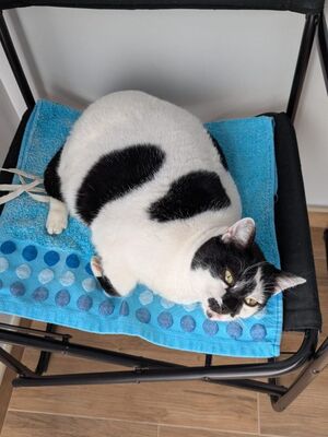 Pirata, Europäisch Kurzhaar - Katze