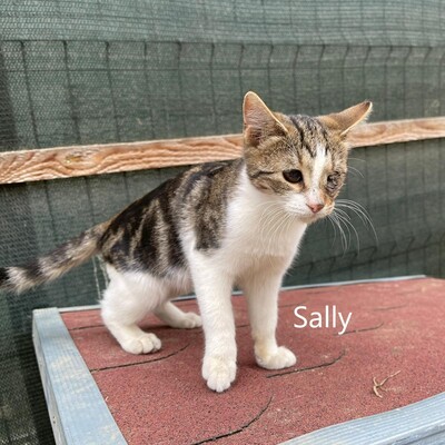 Piraten-Sally sucht liebevolles Zuhause, EKH Jungtier - Katze 1