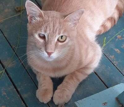 Pivo - Wunderschöner Kater, ca. 2 Jahre, Mischling - Kater