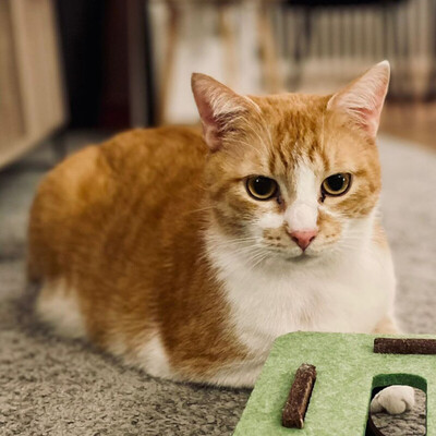 Pixi, Eur. Kurzhaar - Kater