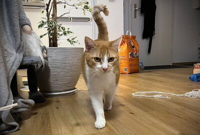 Pixi, Eur. Kurzhaar - Kater