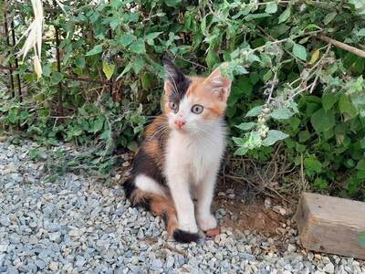 Pocahontas - Fröhliches Katzenmädchen, ca. 4 Monate, Mischling Jungtier - Katze