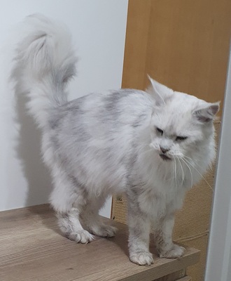 Polarfux, Maine Coon - Kater