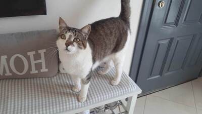 Polly - Aufgeschlossene Katzendame, ca. 4 Jahre, Felv+, Mischling - Katze