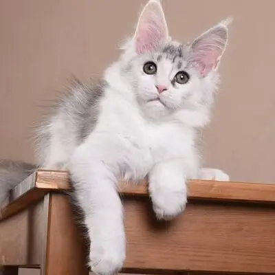 Polly, Bengal-Maine Coon Jungtier - Katze