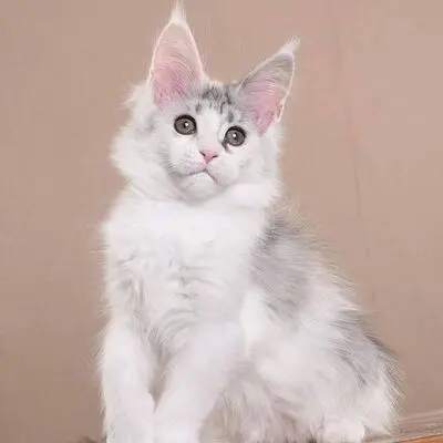 Polly, Bengal-Maine Coon Jungtier - Katze