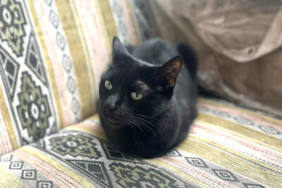 Polly, Europ. Kurzhaar - Katze