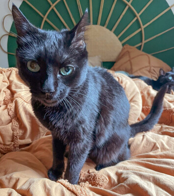 Polly, Europ. Kurzhaar - Katze