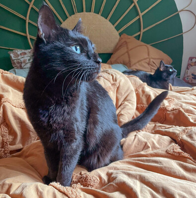 Polly, Europ. Kurzhaar - Katze