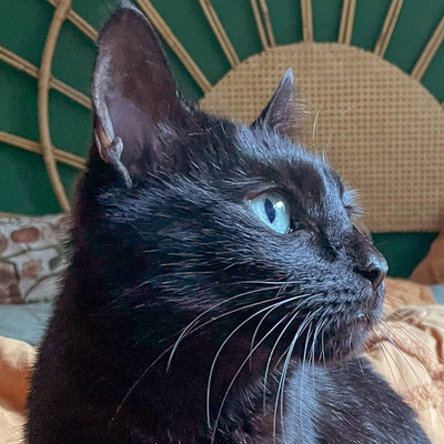 Polly, Europ. Kurzhaar - Katze