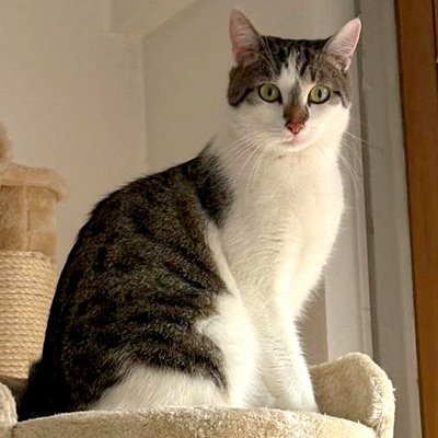 Polly und Luna, Europ. Kurzhaar - Kater