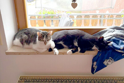 Polly und Luna, Europ. Kurzhaar - Kater