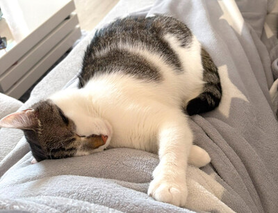 Polly und Luna, Europ. Kurzhaar - Kater
