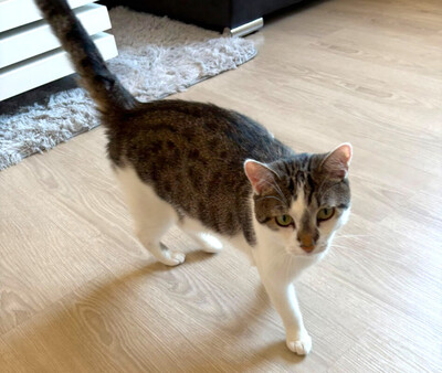 Polly und Luna, Europ. Kurzhaar - Kater
