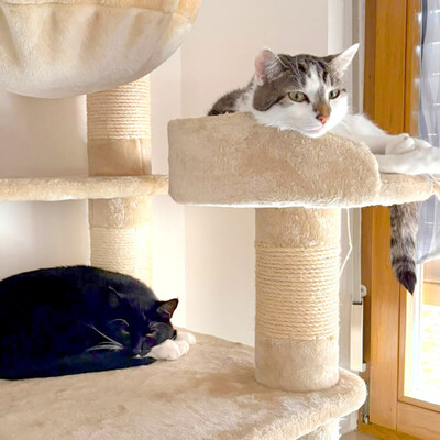 Polly und Luna, Europ. Kurzhaar - Kater