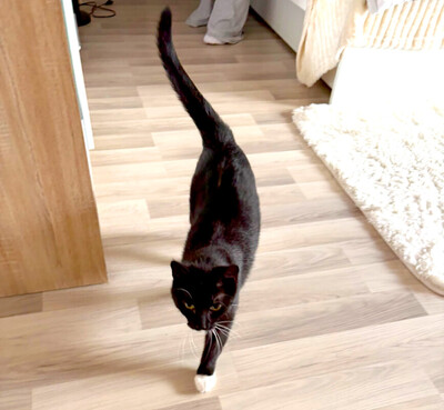 Polly und Luna, Europ. Kurzhaar - Kater