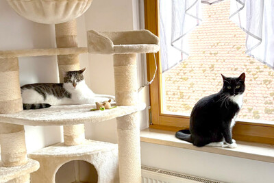 Polly und Luna, Europ. Kurzhaar - Kater