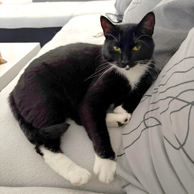 Polly und Luna, Europ. Kurzhaar - Kater