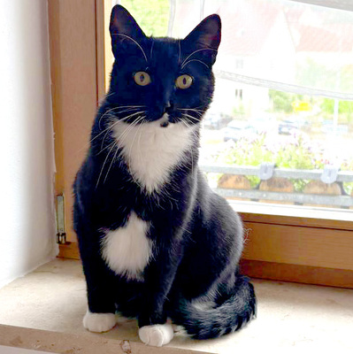 Polly und Luna, Europ. Kurzhaar - Kater