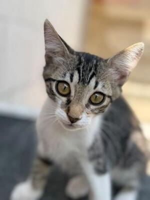Polo (geb. April 2026) - EKH-Kater, EKH - Kater