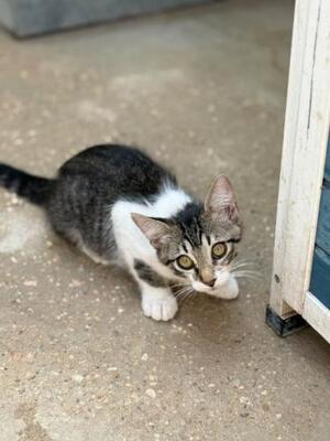 Polo (geb. April 2026) - EKH-Kater, EKH - Kater