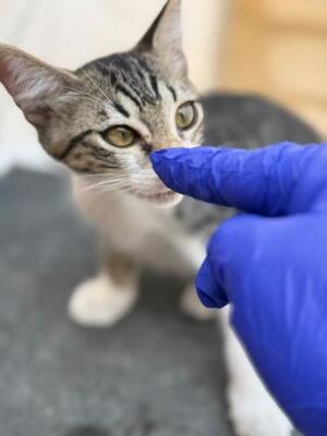 Polo (geb. April 2026) - EKH-Kater, EKH - Kater