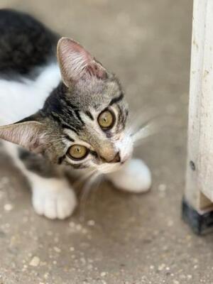 Polo (geb. April 2026) - EKH-Kater, EKH - Kater